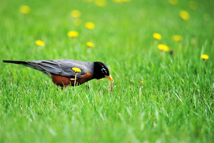 Early bird Early bird