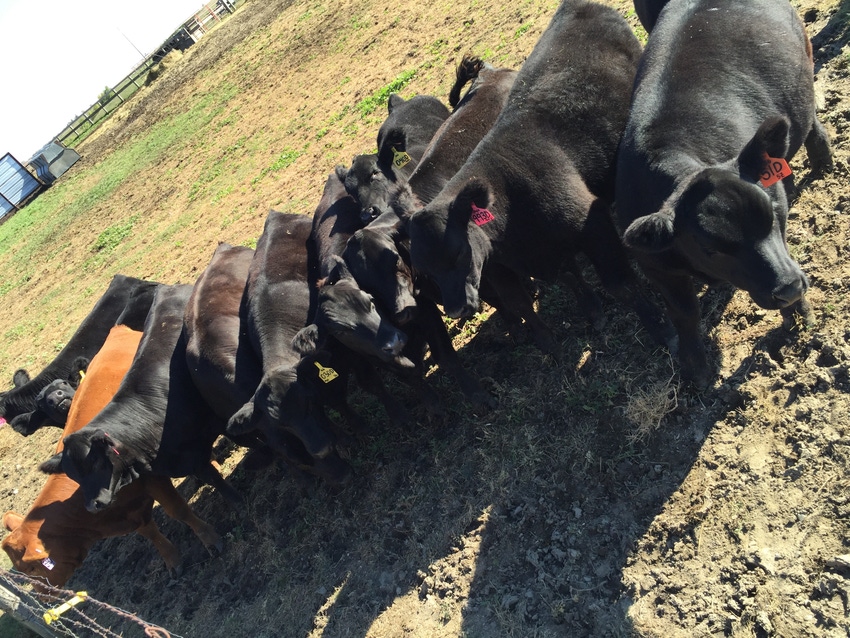 Top 10 BEEF Daily blogs for 2016 Top 10 BEEF Daily blogs for 2016