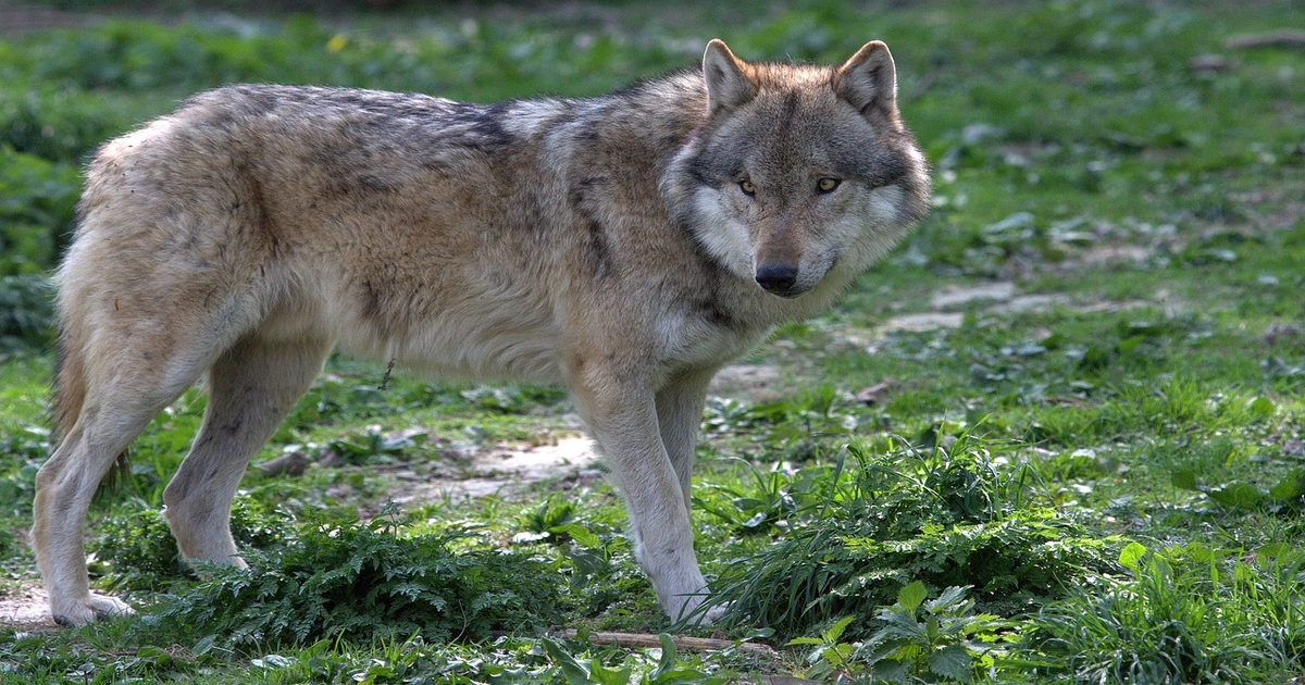 Judge denies request to delay wolf introduction in Colorado