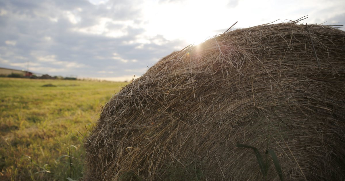 Three steps to prepare for winter feeding of livestock