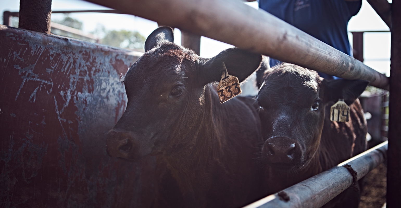 How To Properly Store And Handle Cattle Vaccines