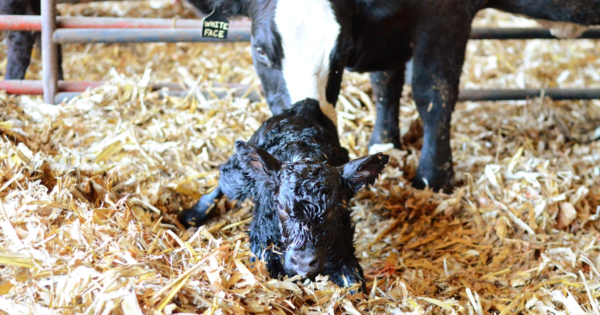 Calving Questions Calving refresher + a checklist to help you prep (sooner than later)