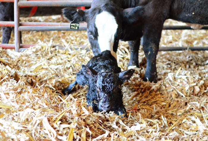 Now is the time to begin preparing for next year's calving