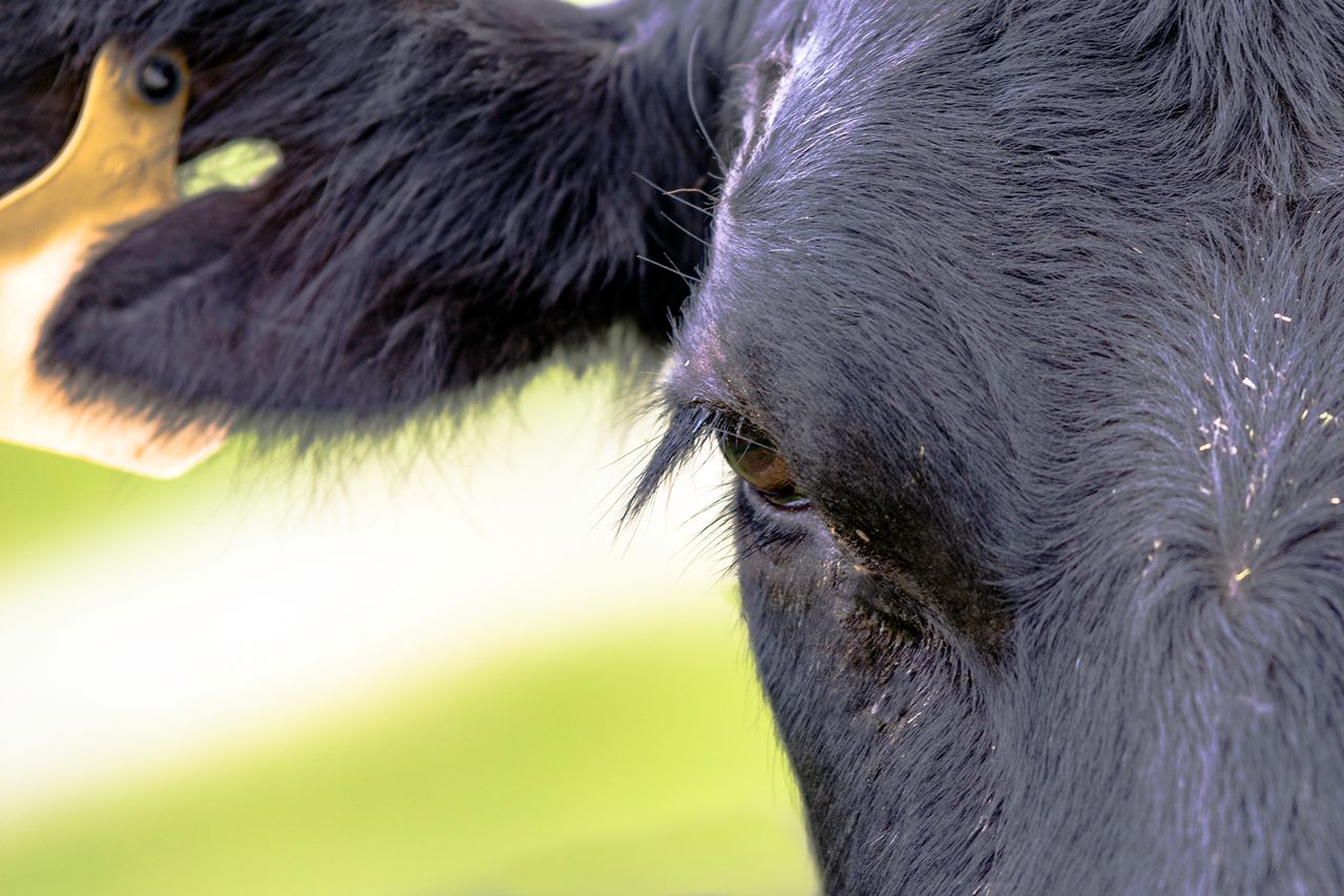 Bovine Rash 3 livestock skin concerns to watch for this summer