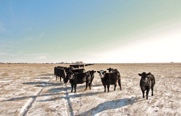 Think Ahead When Working Cattle In Cold Weather