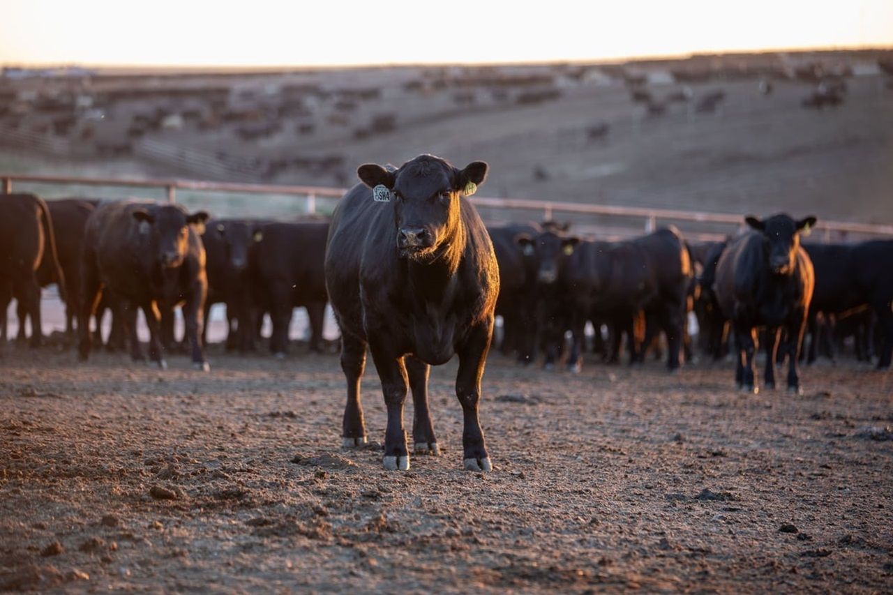 Angus Pure Beef Farm Certified Angus Beef reports second-best sales year