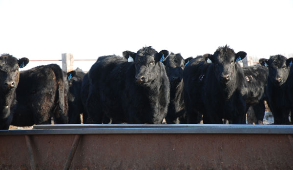Heifer reproduction can be hurt by washy spring forage Heifer reproduction can be hurt by washy spring forage