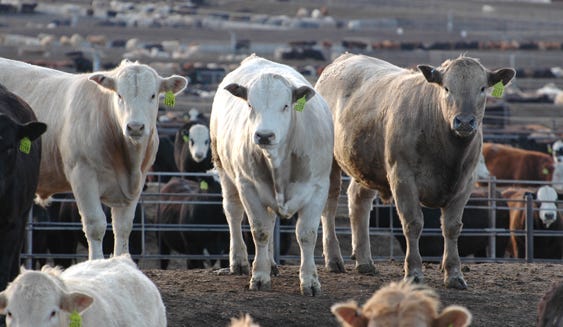 Feedlots