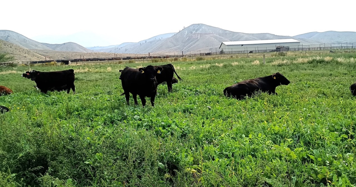 UI study shows potential for grazing cover crops post-harvest