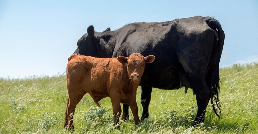 8-09-21 beef cattle cow-calf pair in grass_FDS_Debibishop_iStock_Getty Images-990656458.jpg 8-09-21 beef cattle cow-calf pair in grass_FDS_Debibishop_iStock_Getty Images-990656458.jpg