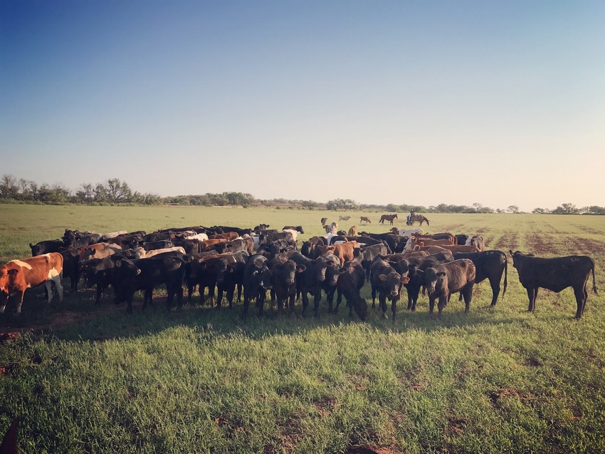 Be prepared, wheat pasture bloat on the rise