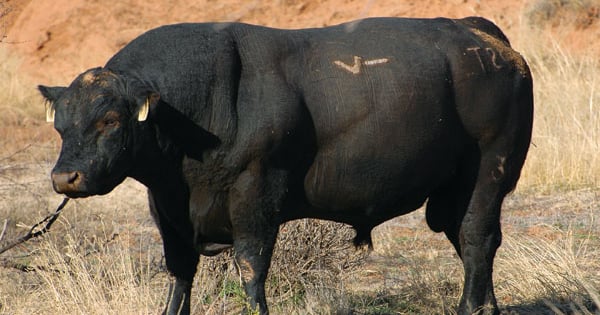 Commercial Cattleman Builds Back His Herd Using DNA Marker Technology