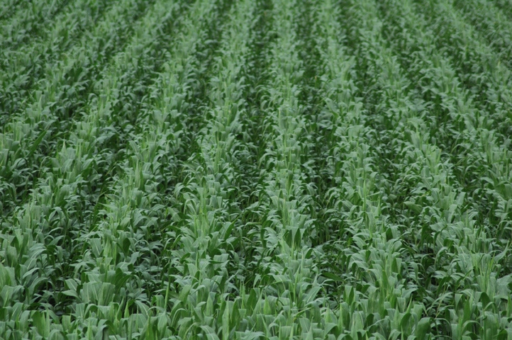 USDA Projects Record Corn Crop For 2012