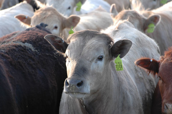Full grown steers in a feedlot