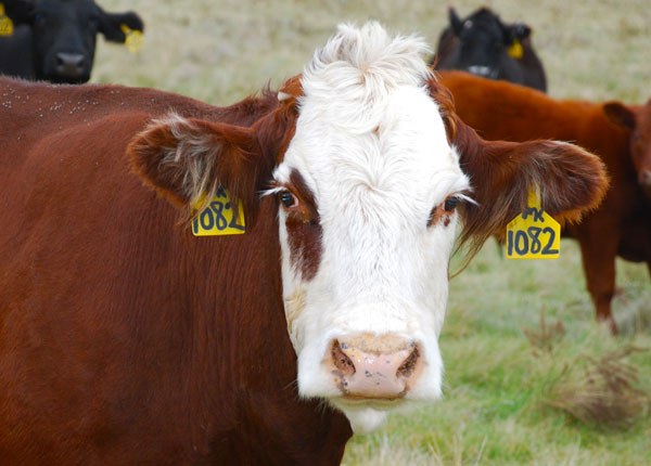 Cows and antibiotics