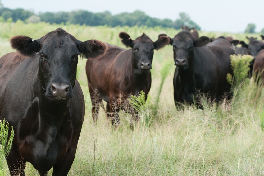 Genomics 101: How to implement genomics in your cowherd