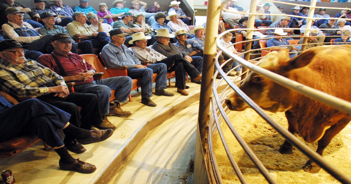 Cattle market transparency critical to industry longevity