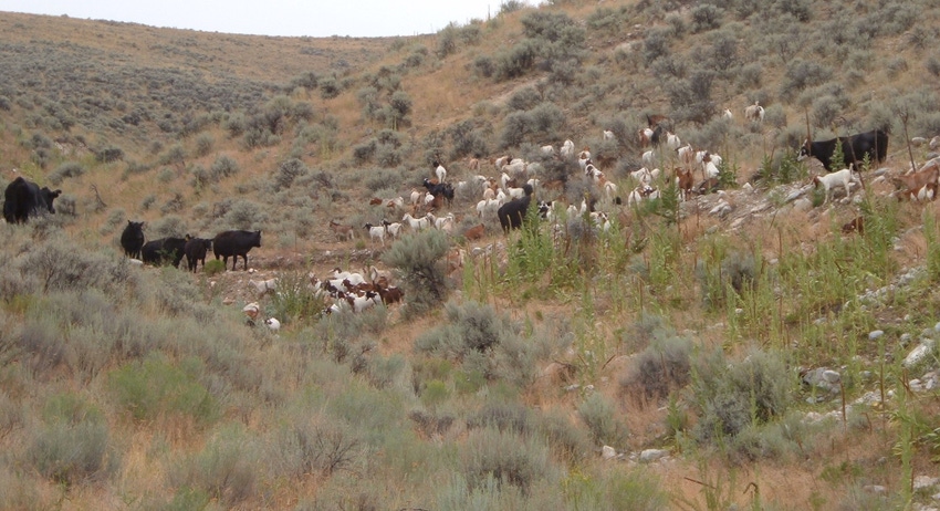 goats with cows-web.jpg