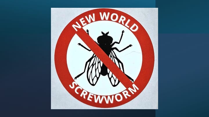 FFAR, Notre Dame investing in New World screwworm drug research