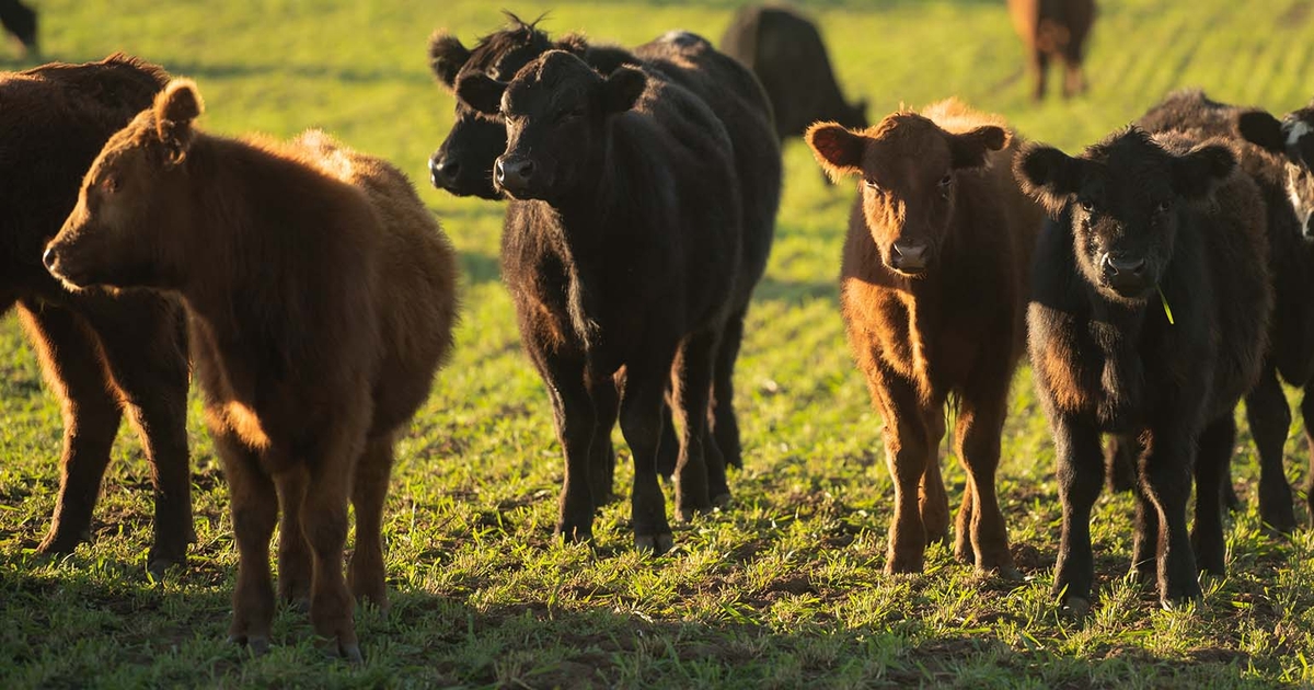 K-State Beef Stocker Field Day scheduled for Sept. 26