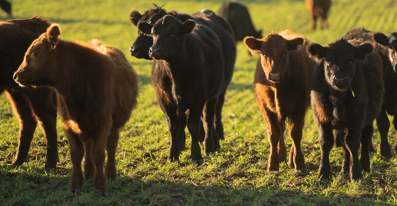 Recent developments in cattle and beef markets