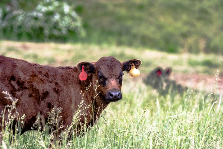 High nitrogen prices force a closer look at the numbers