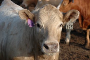 April fed cattle market not for the weak-hearted