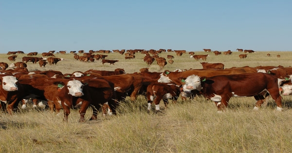 Feedback loops and your cow herd