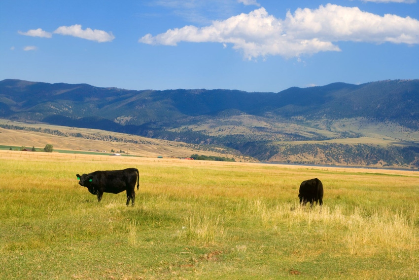Cattle Grazing Idaho.jpg