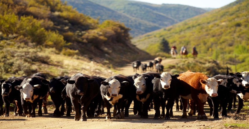 11-29-21 cattle herd.jpg
