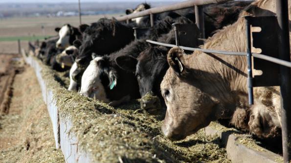Considerations for slowing feedlot cattle growth due to the COVID-19 pandemic Considerations for slowing feedlot cattle growth due to the COVID-19 pandemic