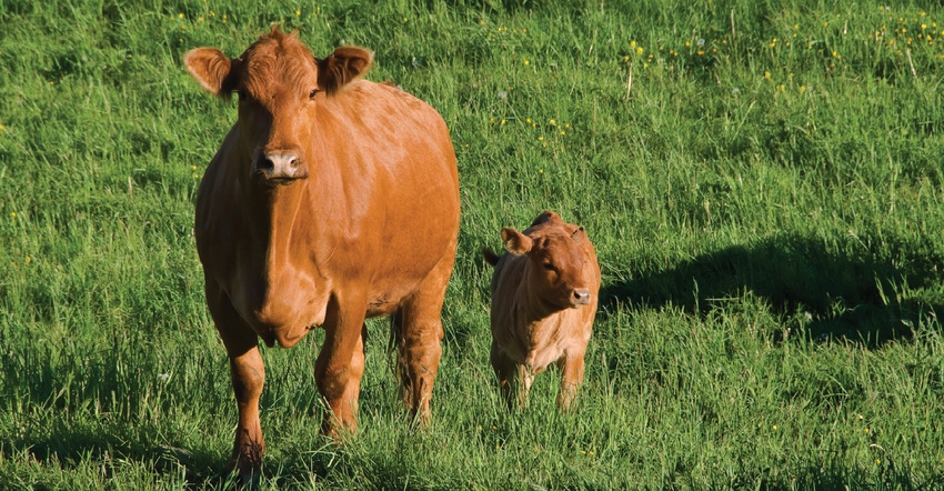 Building a healthy herd this spring