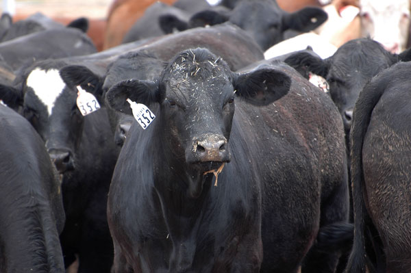 Moving cattle through May markets