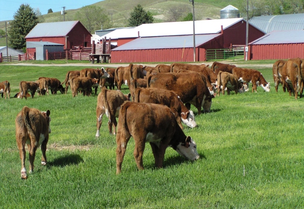 Cow lease agreements