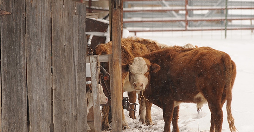 todd-johnson-osu-cattle-snow-barn.jpg
