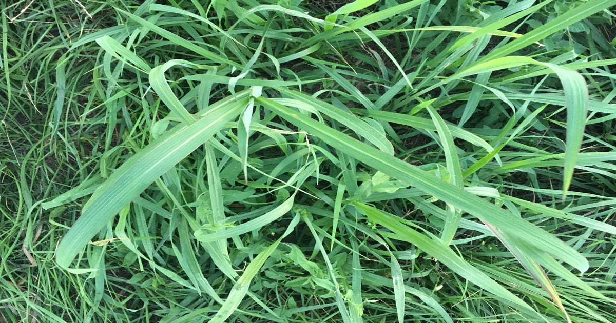 Rainfall after drought can lead to prussic poisoning in livestock