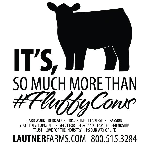 Show Cattle Quotes
