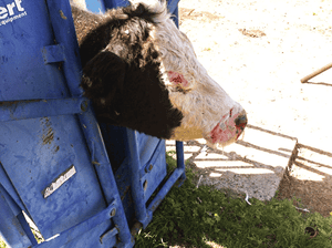 Why photosensitization in cattle can be a serious problem