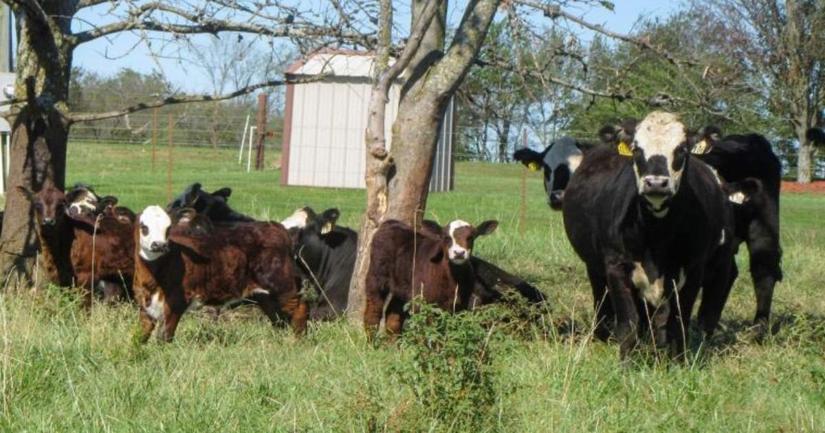 Early culling of open heifers improves fertility and profit