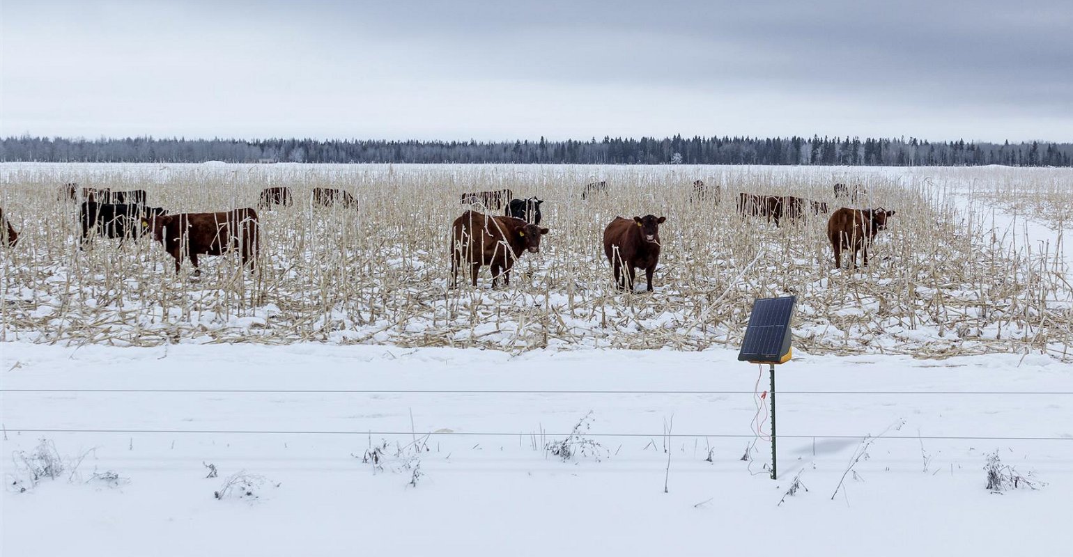 Electric fencing tips for fall and winter grazing - Canadian Cattlemen