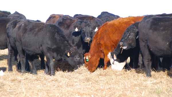 Don’t Short Cow Nutrition And Top 10 Management Tips