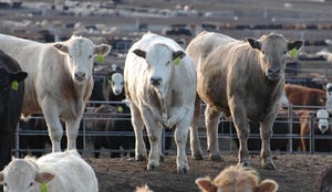 What Do Feedyards Look For In Feeder Cattle?