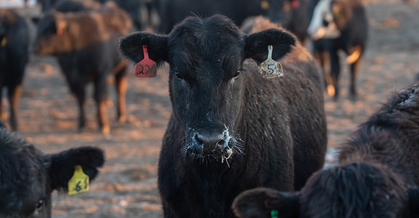 beef heifer in a feedlot staring at the camera