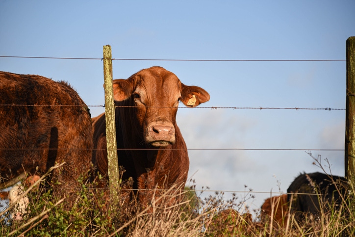 Beef bull Beef bull
