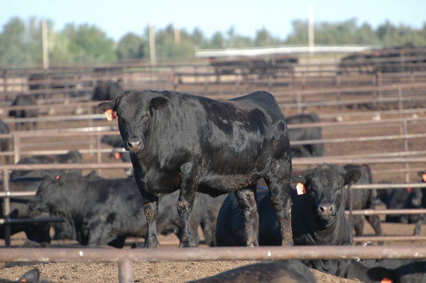 High altitude disease in cattle hits the low country High altitude disease in cattle hits the low country