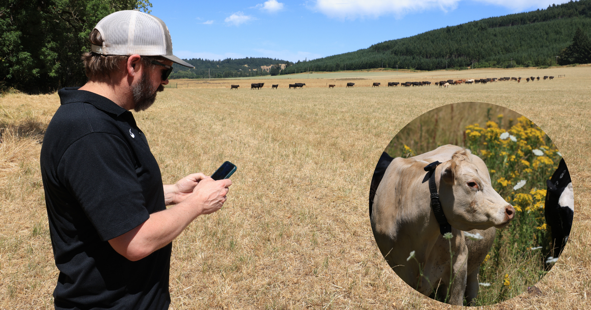 Halter brings world-leading virtual fencing technology to U.S. ranchers