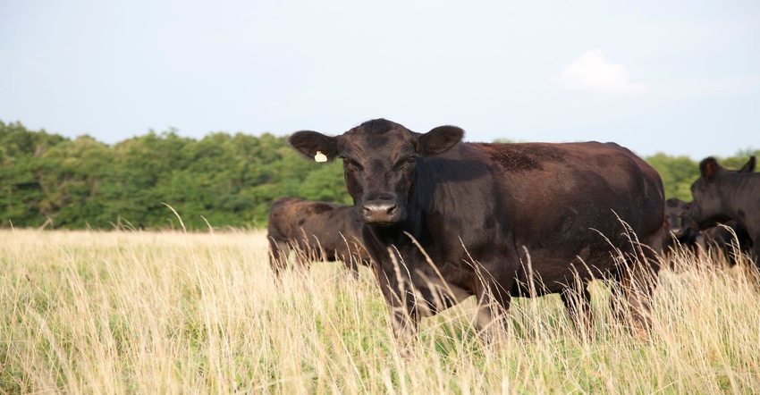2-06-23 cattle GettyImages-182835937_0.jpg