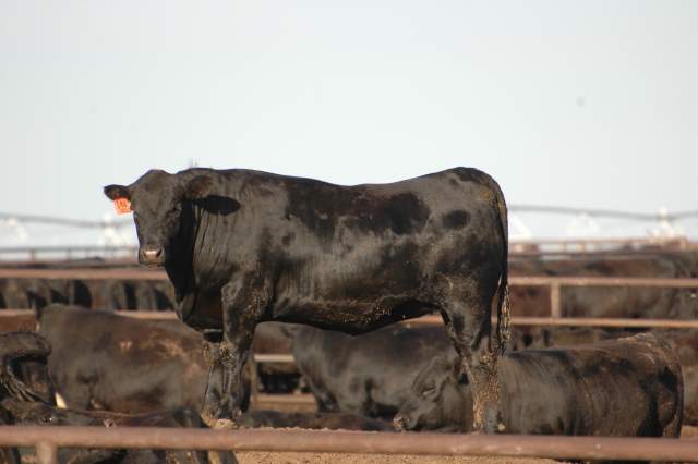 CAB Results Show Strong Consumer Demand for High-Quality Beef