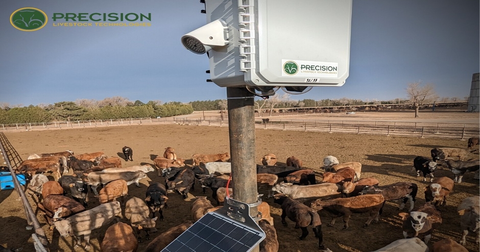 Company releases AI-powered, predictive cattle feeding recommendations