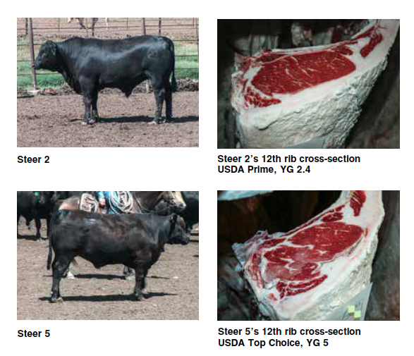 What Do The Results Of The 2014 BEEF Efficiency & Profitability Contest ...
